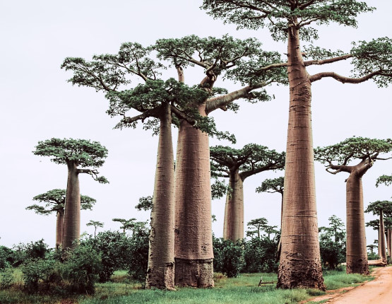 Baobab - Der Lebensbaum-1